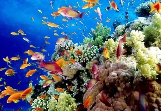 ООН: Големият бариерен риф да бъде включен в застрашеното световно наследство